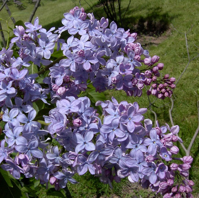 Syringa vulgaris "Firmament"